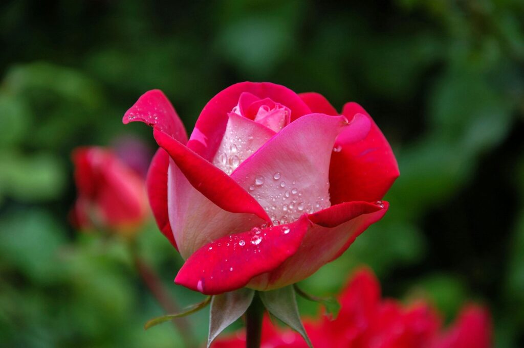 God Is Doing A New Thing.”